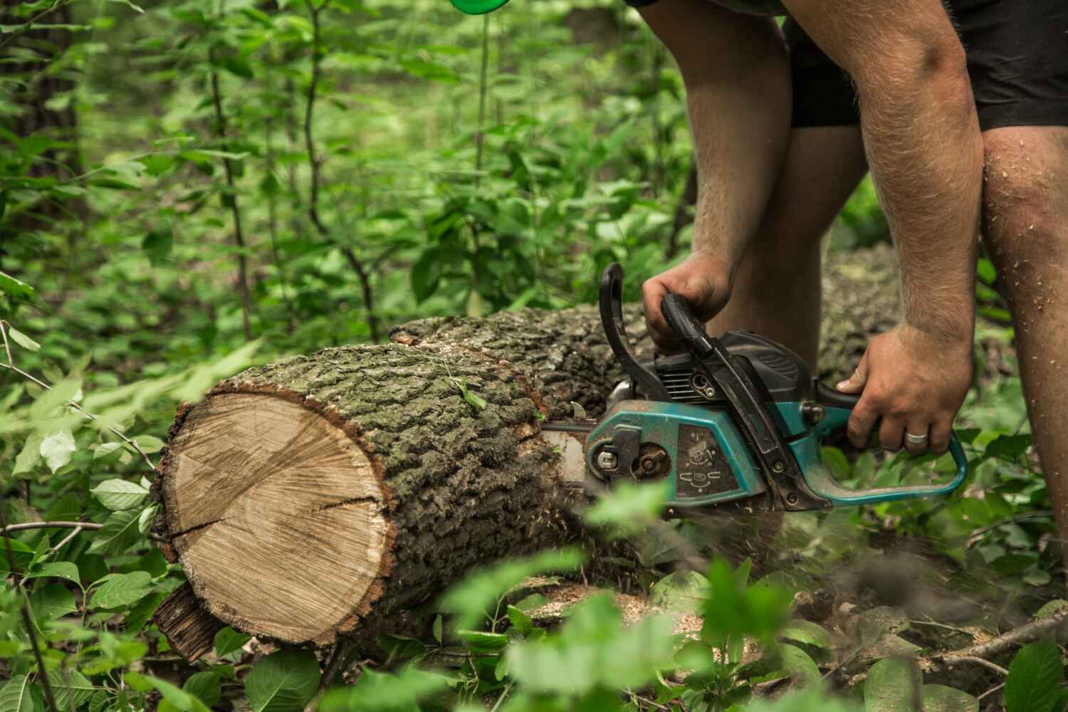 Best Emergency Storm Tree Removal  in USA